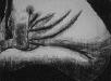 Folds
