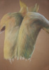 Man's Back